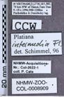 Etiketten zu Platiana intermedia (NHMW-ZOO-COL-0008909)